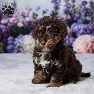 Oakley, Havapoo Puppy